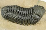 Detailed Phacopid (Morocops) Trilobite - Foum Zguid, Morocco #363148-2